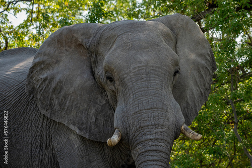 Nahaufnahme eines großen Elefanten mit Stoßzähnen aus Elfenbein und Rüssel, aufgenommen im Okavango Delta in Botswana, Afrika