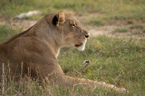 Eine L  win liegt in der Savanne im Okavango Delta in Botswana  Afrika