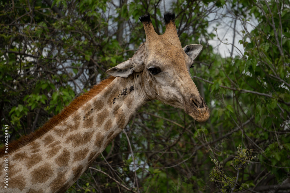 Der Kopf einer Giraffe mit prächtiger Musterung in der Savanne des Okavango Delta in Botswana, Afrika Der Kopf einer Giraffe mit prächtiger Musterung in der Savanne des Okavango Delta in Botswana, Afrika