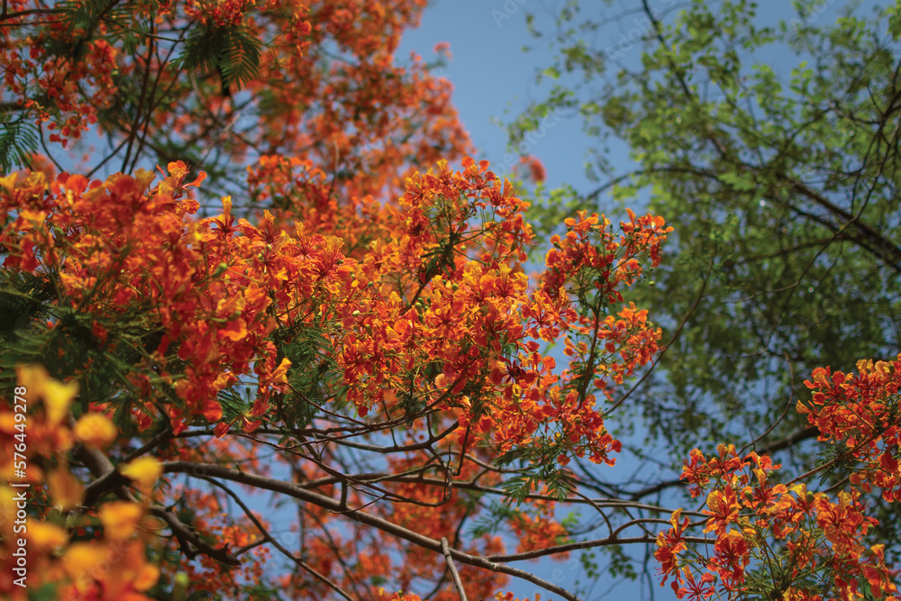Beautiful colorful Gulmohar flowers also known Delonix regia is a species of flowering plant in the family Fabaceae. Beautiful colorful Gulmohar flowers also known Delonix regia is a species of flowering plant in the family Fabaceae.