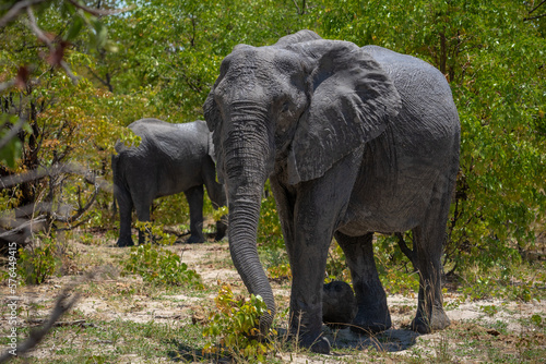 Eine Herde Elefanten steht zwischen dichten Bäumen und Büschen im im Okavango Delta in Botswana, Afrika