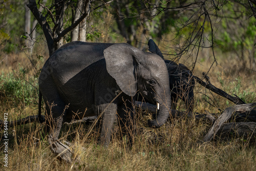 Ein junges Elefantenbaby steht im Unterholz in der Savanne des Okavango Delta in Botswana, Afrika photo