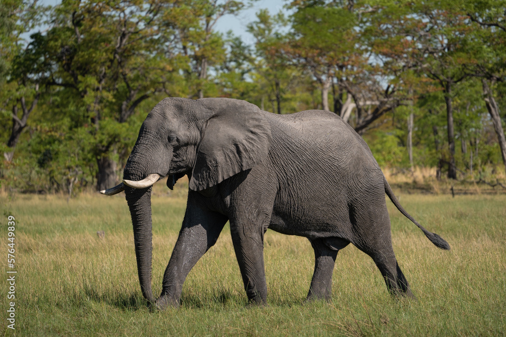 Fototapeta premium Ein Elefant / Elefantenbulle läuft durch das grüne Gras in der Savanne des Okavango Delta in Botswana, Afrika