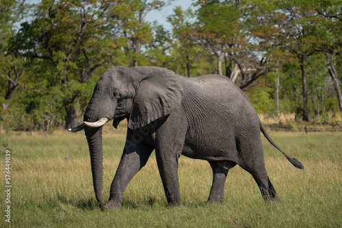Ein Elefant   Elefantenbulle l  uft durch das gr  ne Gras in der Savanne des Okavango Delta in Botswana  Afrika