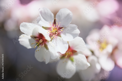 Horticulture of Gran Canaria - almond trees blooming in Tejeda, macro floral background