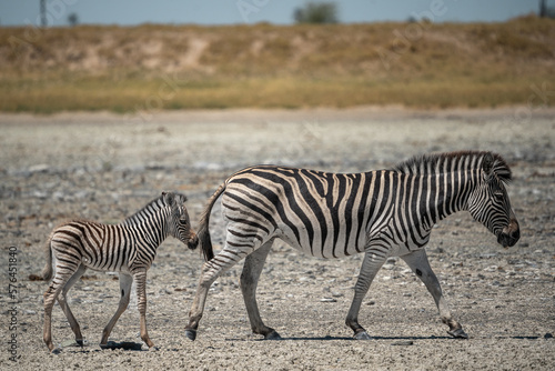 Ein junges Zebrababy mit Zebramutter steht im Makgadikgadi Pans National Park in Botswana  Afrika 