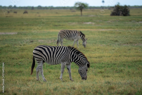 Zwei Zebras grasen im Makgadikgadi Pans National Park in Botswana  Afrika