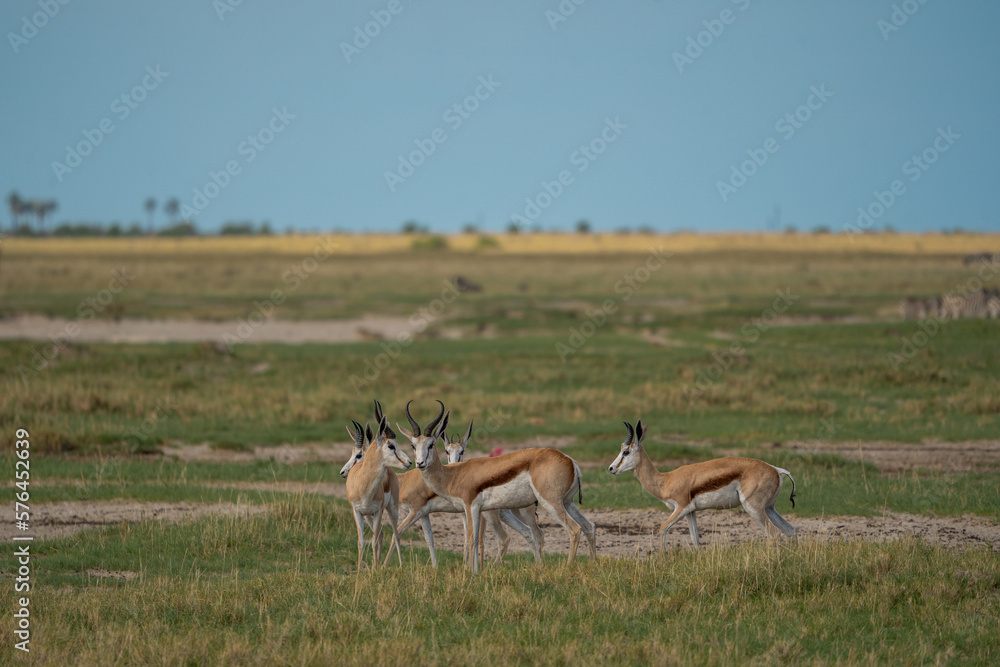 Naklejka premium Eine Herde von Springbok im Grasland der Savanne im Makgadikgadi Pans National Park in Botswana, Afrika