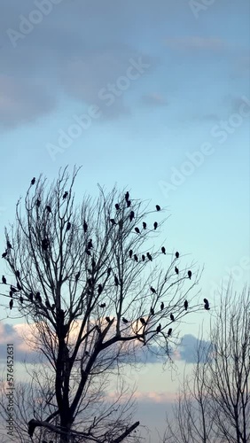  leafless tree with black birds at sunset photo