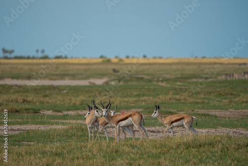 Eine Herde von Springbok im Grasland der Savanne im Makgadikgadi Pans National Park in Botswana, Afrika