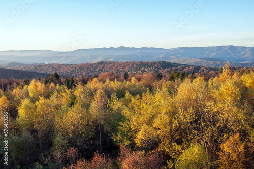 Autumn in the forest, colorful forest and sunny day.