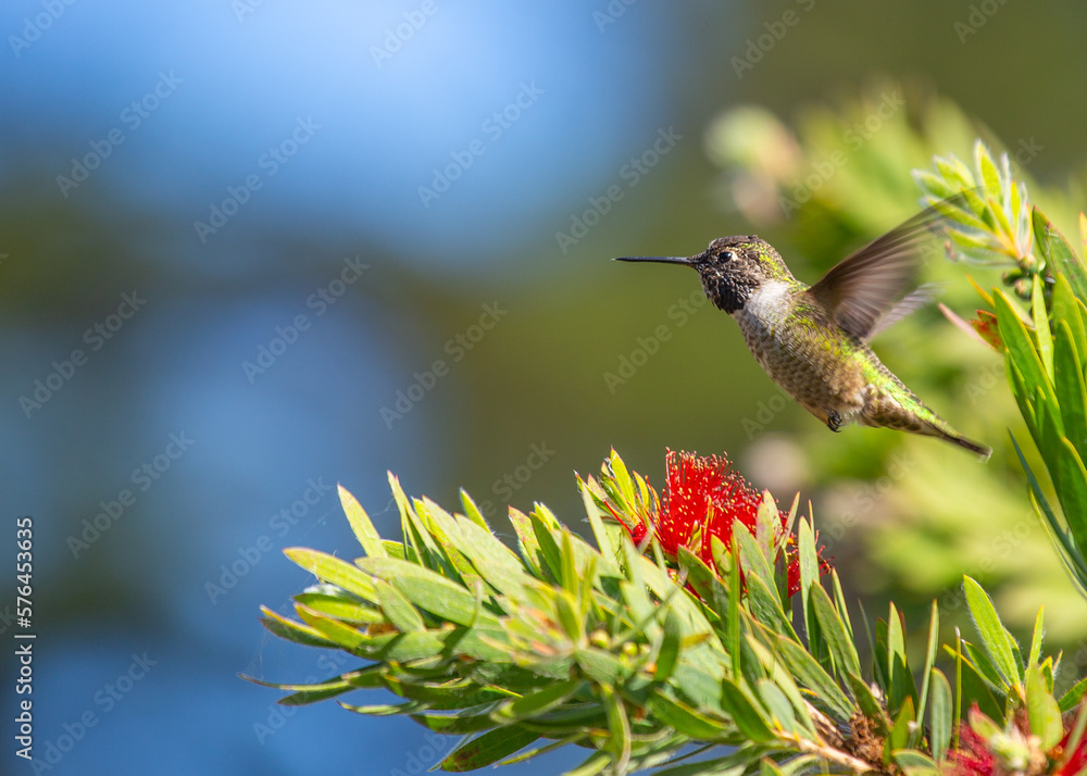 Obraz premium Anna's Hummingbird (Calypte anna)