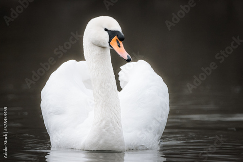 White swan. A mute swan (Cygnus olor) has white plumage. The mute swan is swimming in the water into a camera.  Water has a dark color. Close-up portrait.