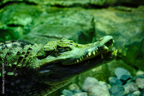 Head young crocodile with teeth sticking out mouth.