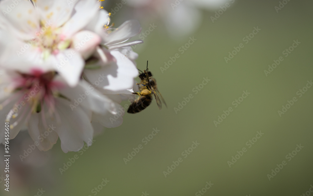 Horticulture of Gran Canaria -  almond trees blooming