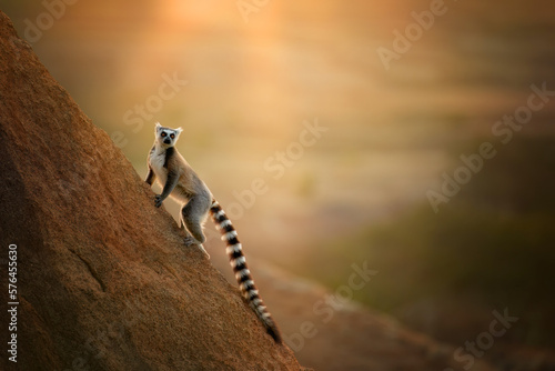 Ring-tailed lemur, Lemur catta, running on the edge of the rock against rays of setting sun. Lemur conservancy project in Anja Community Reserve, Madagascar. photo