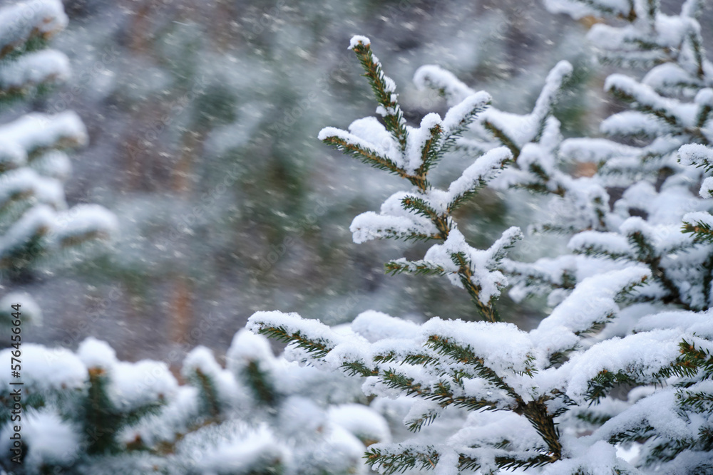 Forest background, snow covered spruce branches and heavy snowfall.