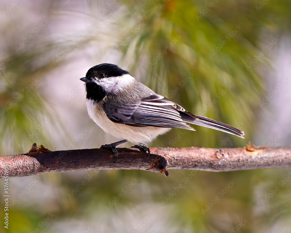 Obraz premium Chickadee Photo and Image. Close-up profile side view perched on a tree branch with blur coniferous background in its envrionment and habitat surrounding.