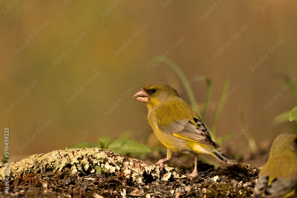 verderón europeo o verderón común posado en el suelo (Chloris chloris)​