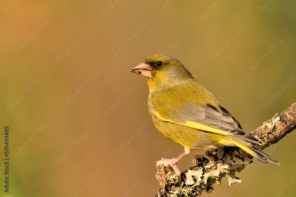 Obraz premium verderón europeo o verderón común macho posado en una rama en el bosque​ (Chloris chloris)​