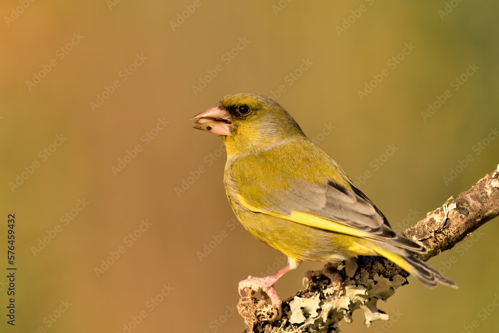 Fototapeta premium verderón europeo o verderón común macho posado en una rama en el bosque​ (Chloris chloris)​