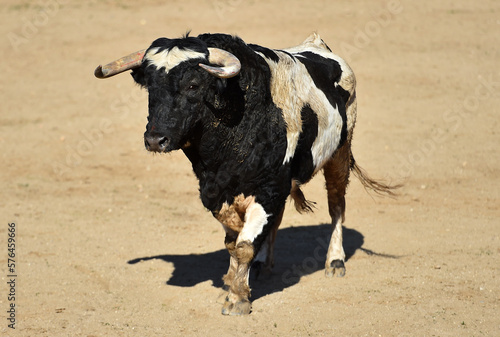un toro bravo español con grandes cuernos en una plaza de toros