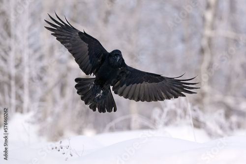 Raven in flight. Raven landing in snowy environment, forest in background © Erik Mandre