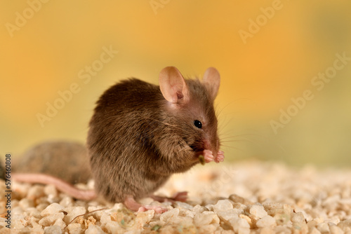 ratón común jugando en su jaula con fondo pastel