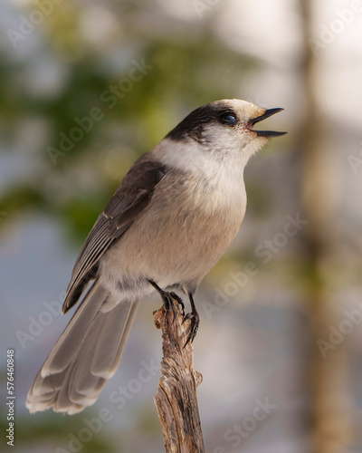 Grey Jay Photo and Image. Perched on a twig singing with open beak and displaying grey colour, tail, wings, feet, eye with a blur background in its environment and habitat surrounding.