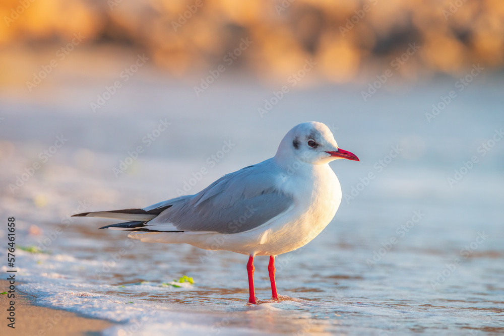 Seagull on the beach sand against the sea Seagull on the beach sand against the sea