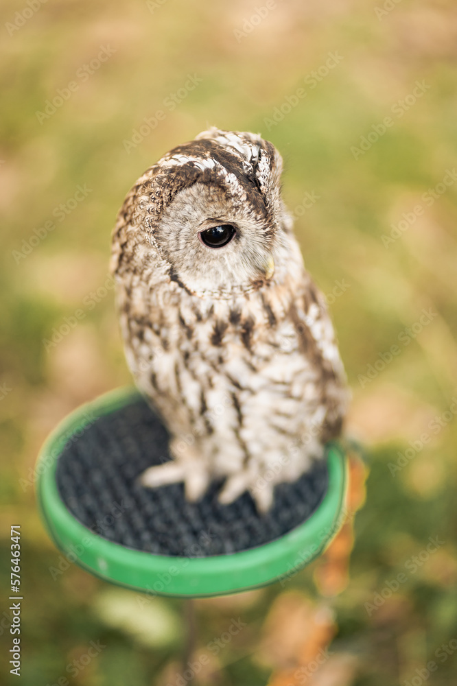 Fototapeta premium Owl in nature locking on plate