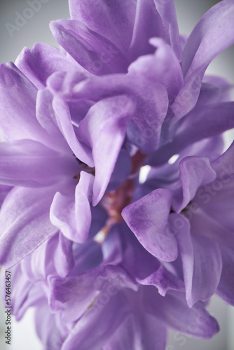 Blooming hyacinth on a light background.