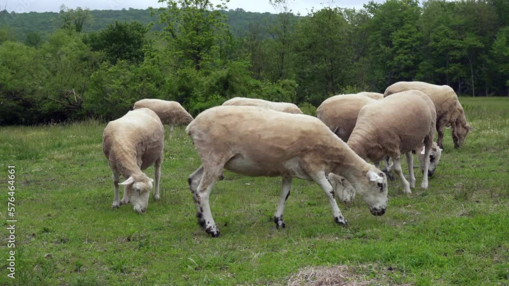 Flock of Merino sheep at Hopewell Furnace National Historic Site. The Merino breed is the royalty of wool sheep. no wool can be spun as fine and light. One grazing ram in a flock of white sheep. Flock of Merino sheep at Hopewell Furnace National Historic Site. The Merino breed is the royalty of wool sheep. no wool can be spun as fine and light. One grazing ram in a flock of white sheep.