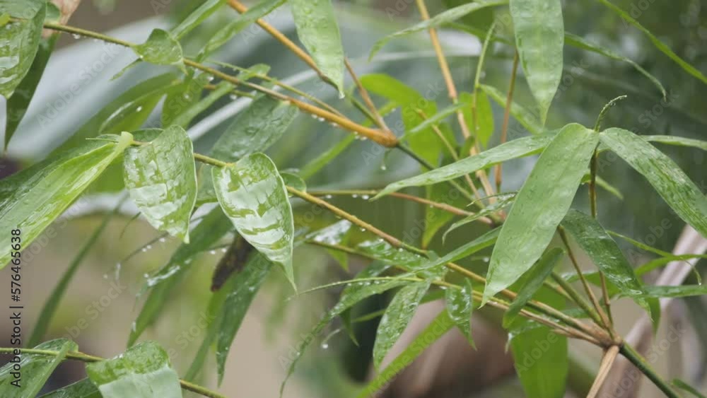 Water droplets fixed on green leaves, Raining day in a day. Rain drop on bamboo leaf tree. Heavy Rain Falling On Tree Leaves Water droplets fixed on green leaves, Raining day in a day. Rain drop on bamboo leaf tree. Heavy Rain Falling On Tree Leaves