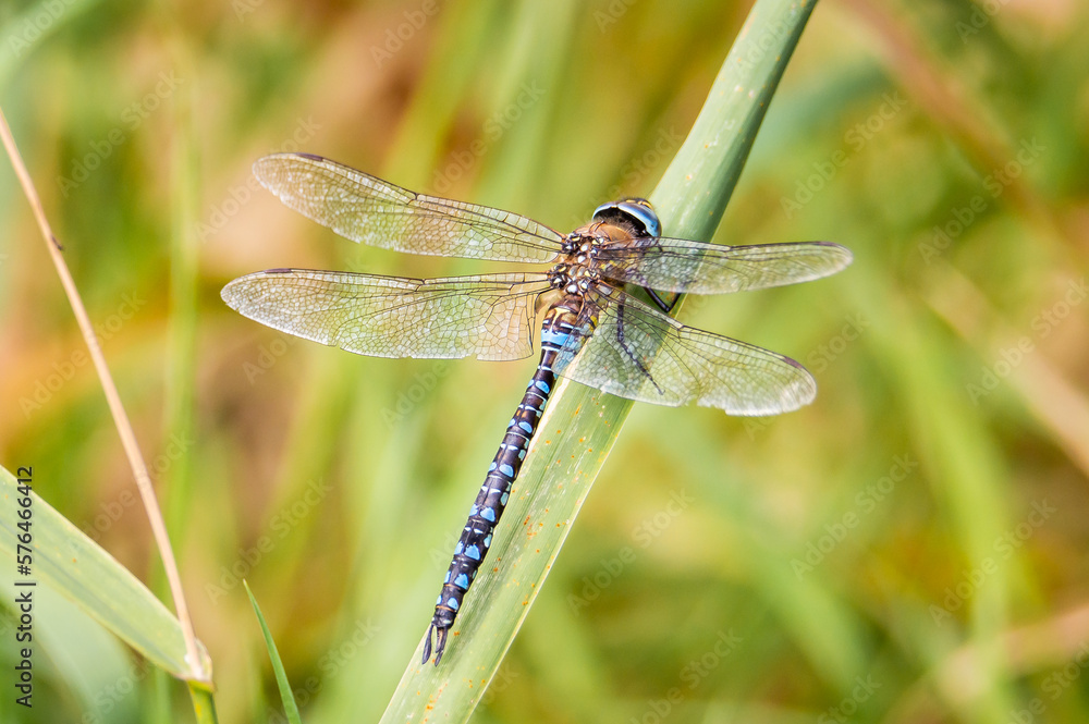 Migrant Hawker dragonfly on a grass reed Migrant Hawker dragonfly on a grass reed