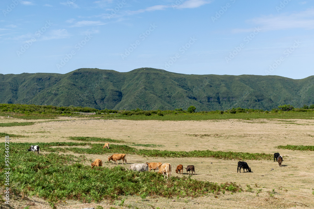 Madeira holiday summer cows in field mountains sunny day green trees landscape
