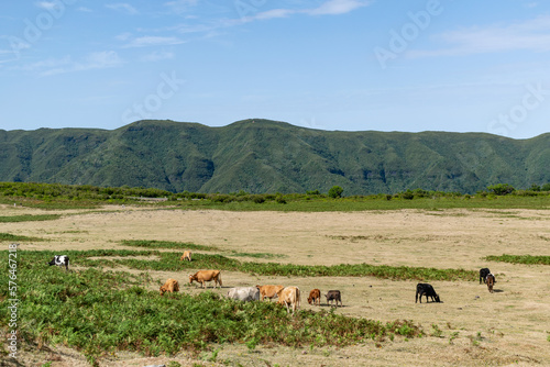 Madeira holiday summer cows in field mountains sunny day green trees landscape © kirill