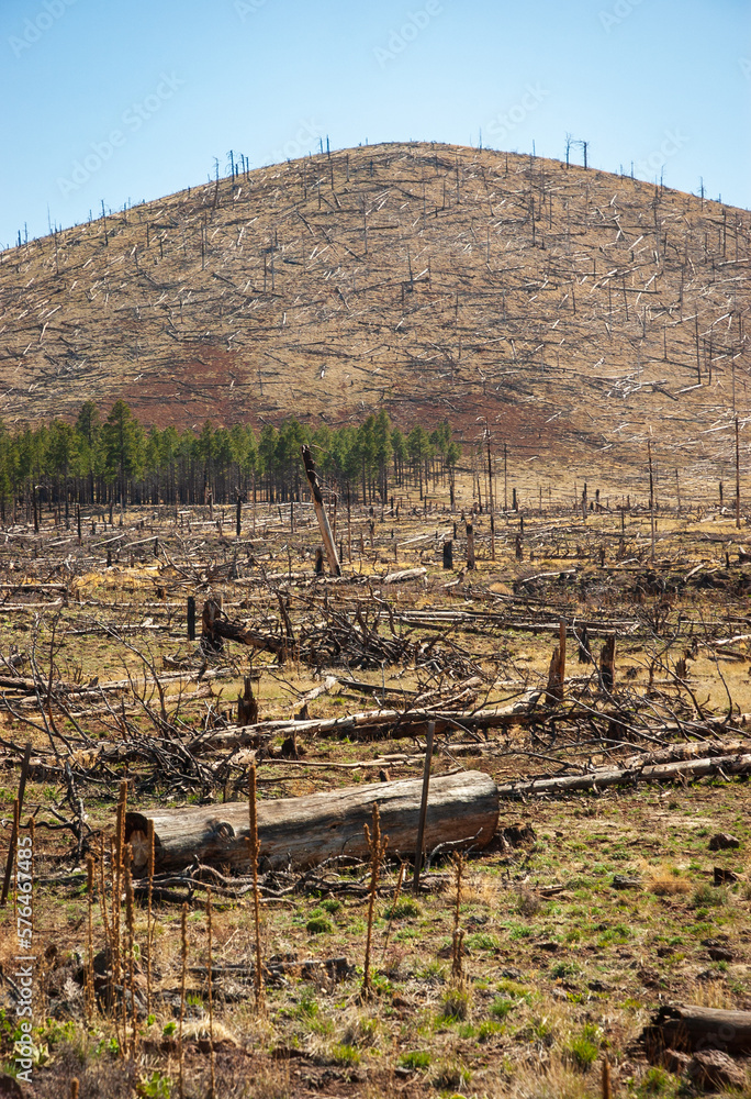 Obraz premium Burned Trees From Wildfire at Coconino National Forest