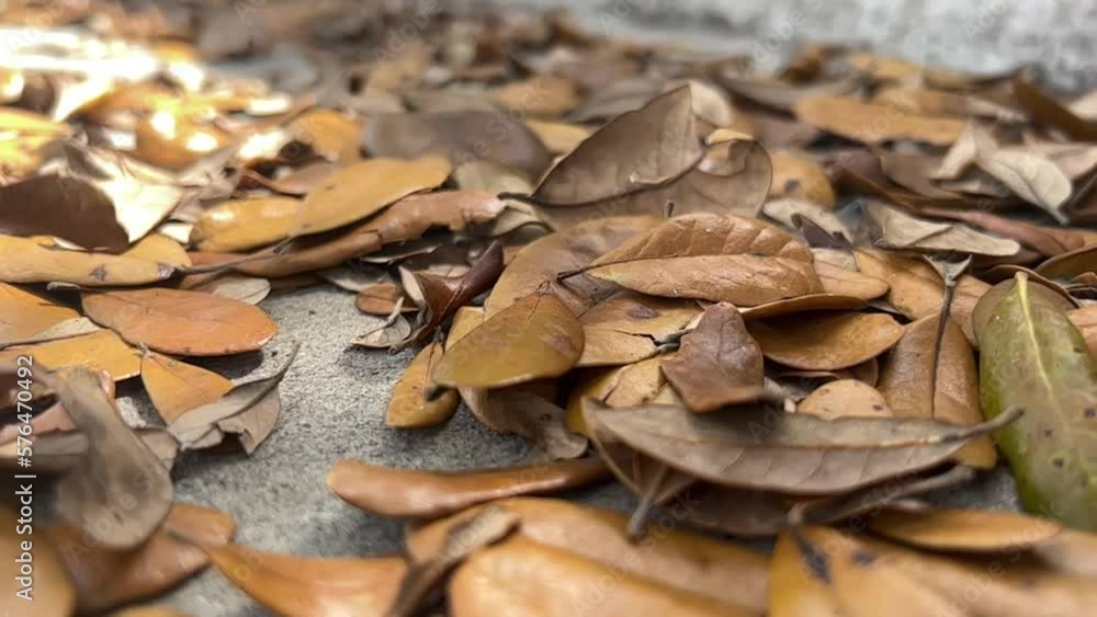 closeup of dry golden leaves falling on a fall day closeup of dry golden leaves falling on a fall day