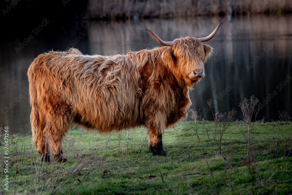 Scottish Highland Cow Scottish Highland Cow