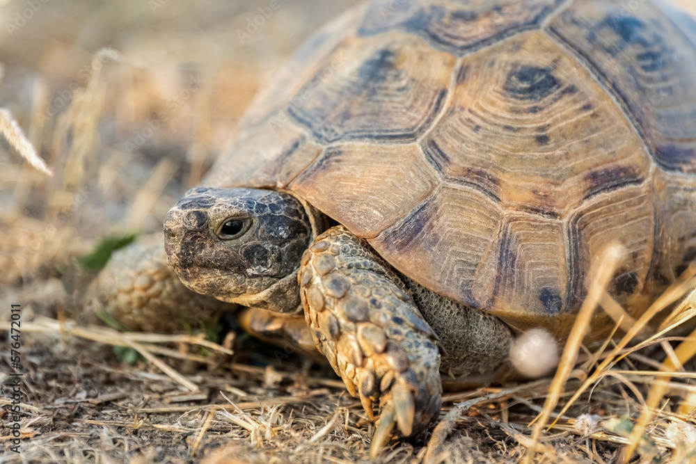 Turtle or Testudines walking on the ground close-up portrait. Turtle or Testudines walking on the ground close-up portrait.