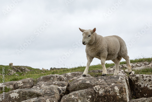 Ein kleines Schaf auf der Isle of Skye in Schottland