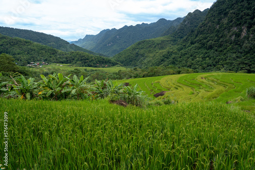 Northern Vietnam, landscape in the National Park of Pu Luong. 