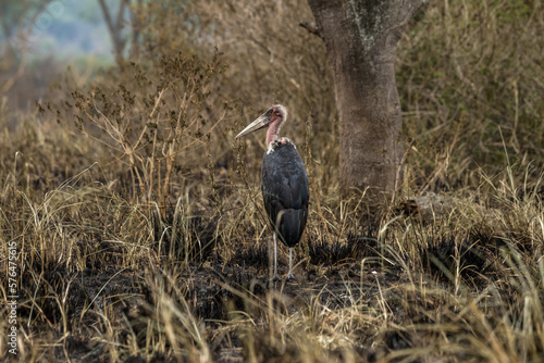 Tableau sur toile Marabu stork (Leptoptilos crumeniferus) standing among the burnt grass, profile view