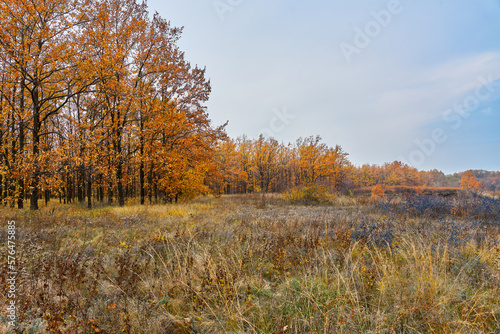Autumn, trees in golden leaves, teren bushes on the hills.
