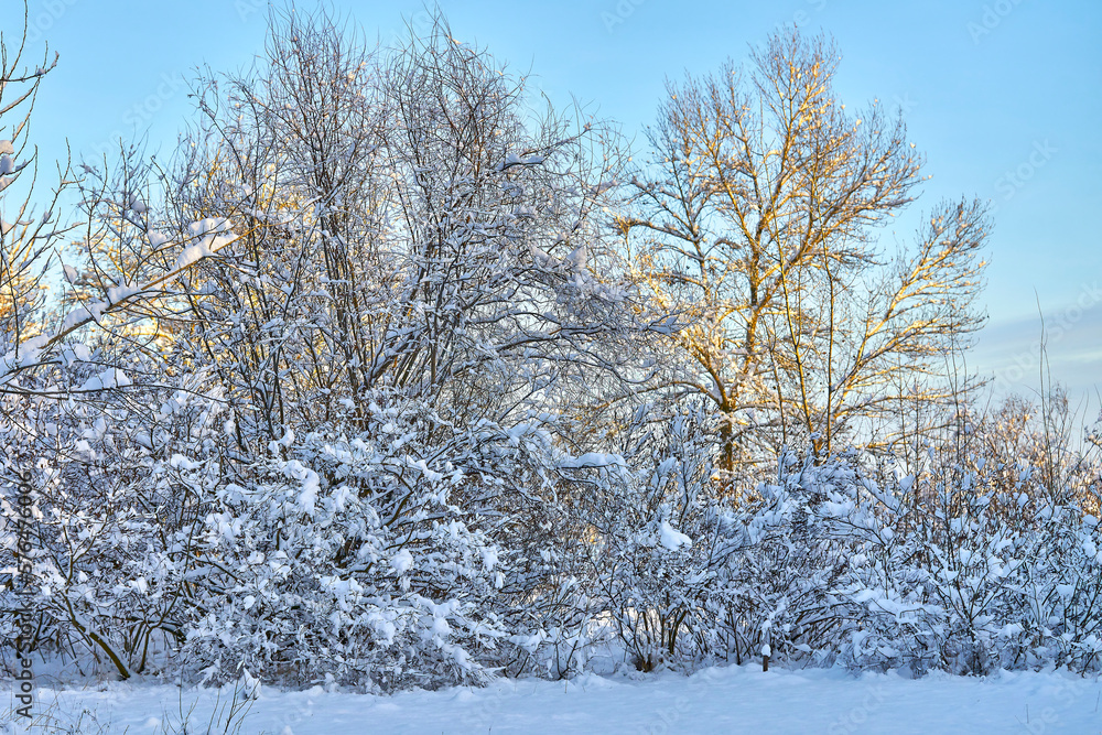 Winter landscape, snow-covered forest on a sunny frosty day. Winter landscape, snow-covered forest on a sunny frosty day.