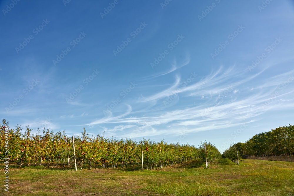 Beautiful blue sky over an apple orchard.