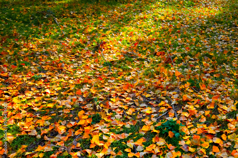 Autumn in October, fallen autumn leaves on green grass. Autumn in October, fallen autumn leaves on green grass.