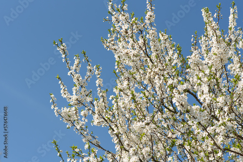 Blossoming tree on blue sky background in sunny spring day, banner background