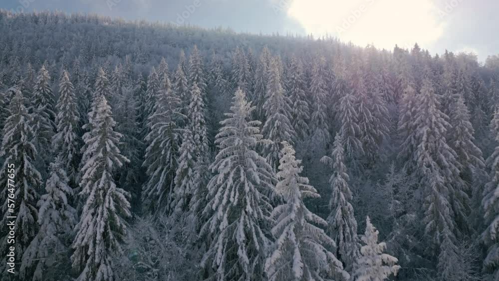 Winter forest with snowy trees Aerial Winter forest with snowy trees Aerial